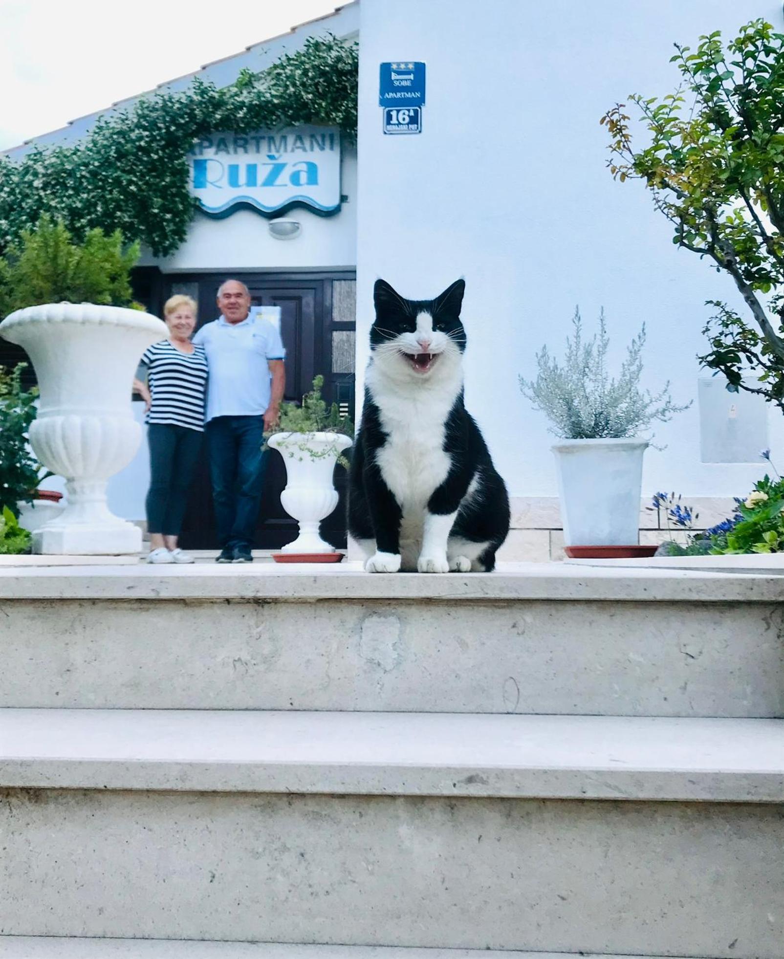 Ruza Kastela